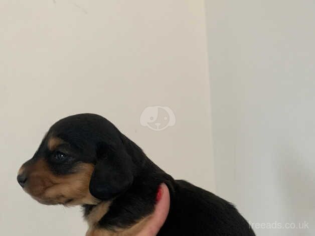 Dachshund for sale in Newport, Newport - Image 4