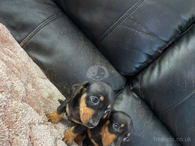 Dachshund for sale in Omagh