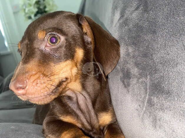 dachshund for sale in Tredegar, Blaenau Gwent - Image 1