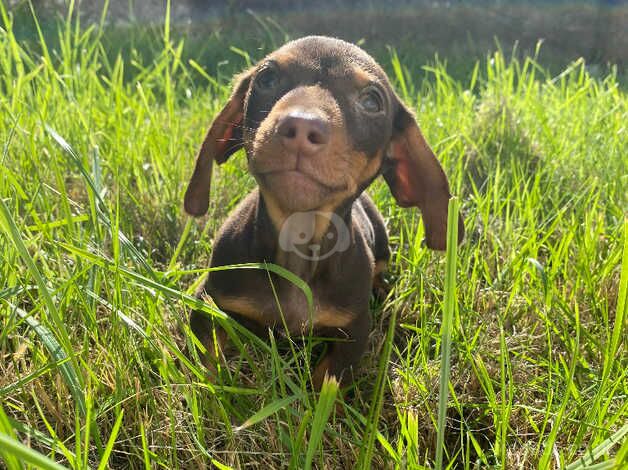 dachshund for sale in Tredegar, Blaenau Gwent - Image 2