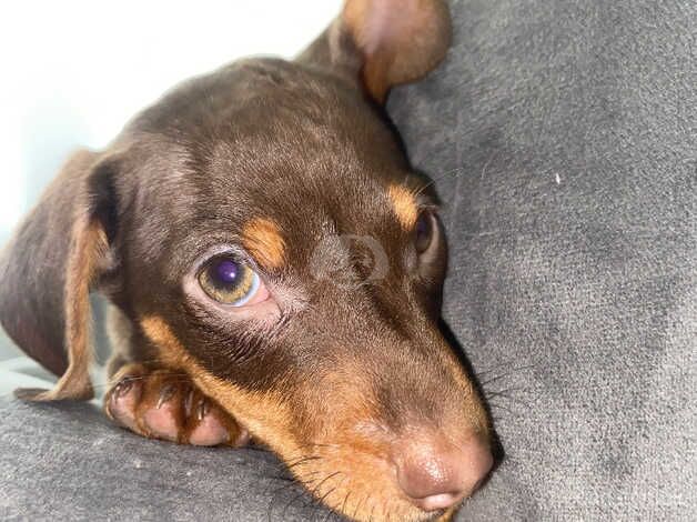 dachshund for sale in Tredegar, Blaenau Gwent - Image 3