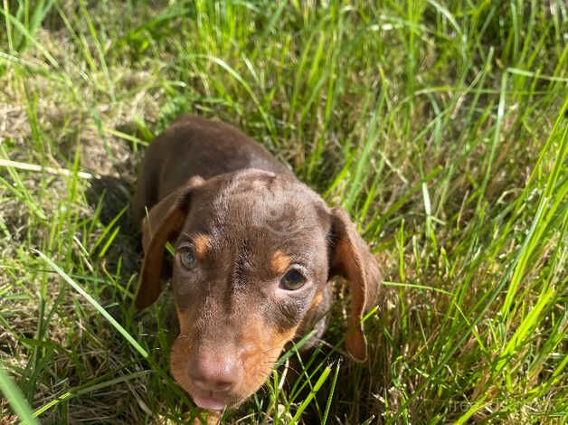 dachshund for sale in Tredegar, Blaenau Gwent - Image 4