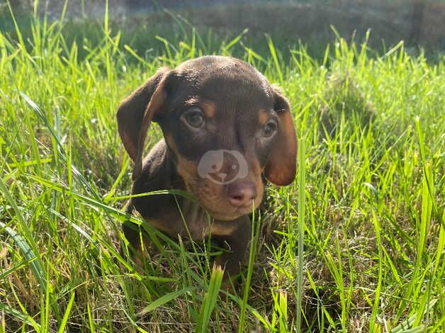 dachshund for sale in Tredegar, Blaenau Gwent - Image 5