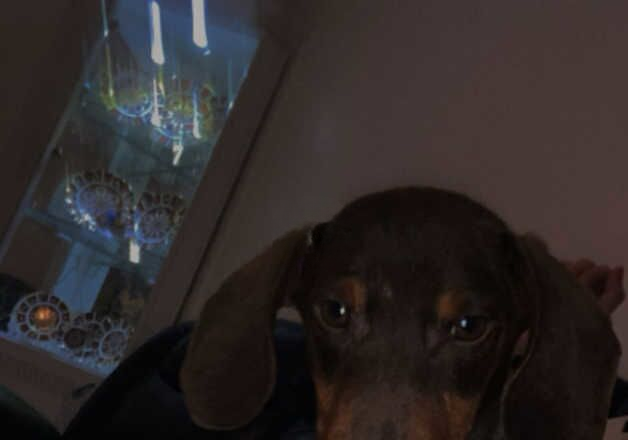 dachshund for sale in Tredegar, Blaenau Gwent