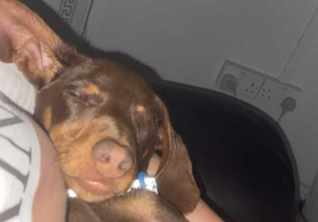 dachshund for sale in Tredegar, Blaenau Gwent - Image 2