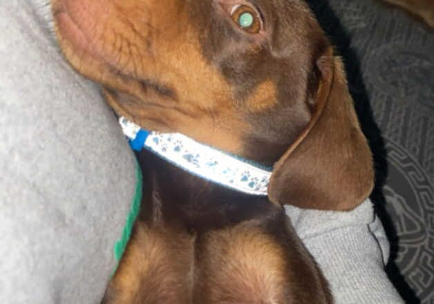 dachshund for sale in Tredegar, Blaenau Gwent - Image 3