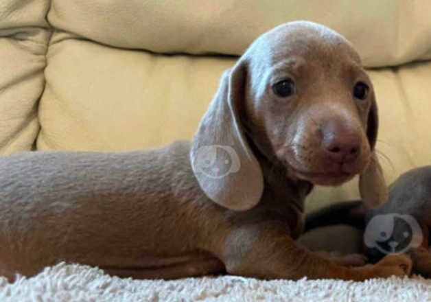 Dachshund for sale in Wolverhampton, West Midlands