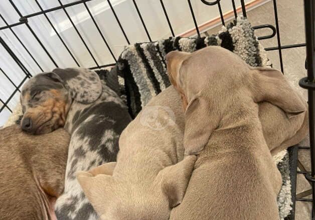 Dachshund Puppies for sale in West Midlands