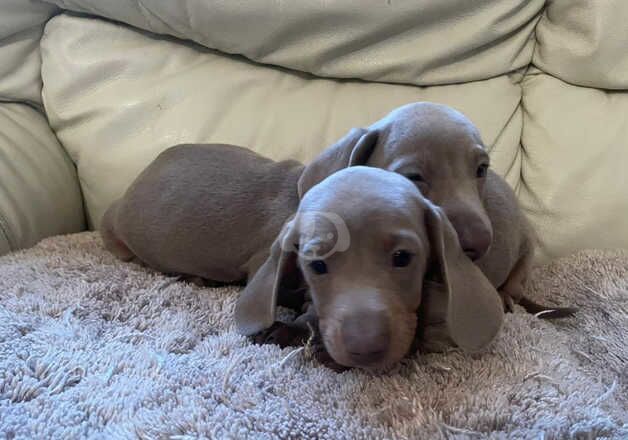 Dachshund for sale in Wolverhampton, West Midlands - Image 5