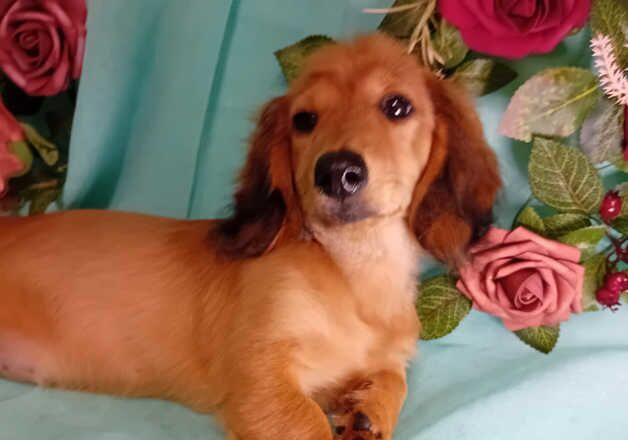 Dachshund long hair puppy girl for sale in North Berwick, East Lothian