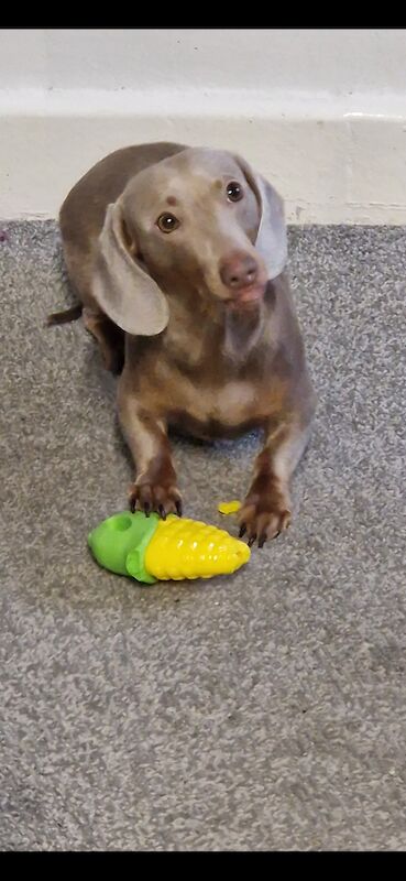 Dachshund male for sale in Wednesfield, West Midlands - Image 2