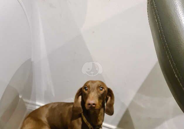 Dachshund male. 2 years old. Chocolate and tan for sale in Sheringham, Norfolk