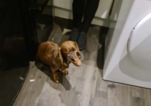 Dachshund male. 2 years old. Chocolate and tan for sale in Sheringham, Norfolk - Image 2