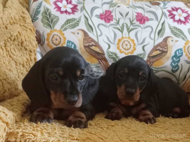 Dachshund mini smooth coated for sale in Pontypridd, Rhondda Cynon Taf