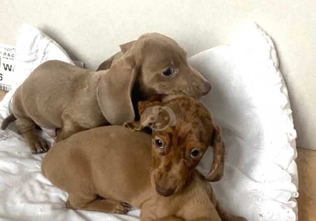 Dachshund miniature for sale in Worcester, Worcestershire