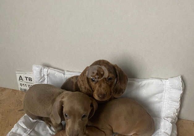 Dachshund miniature for sale in Worcester, Worcestershire - Image 3