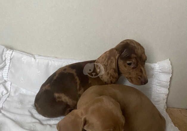 Dachshund miniature for sale in Worcester, Worcestershire - Image 4