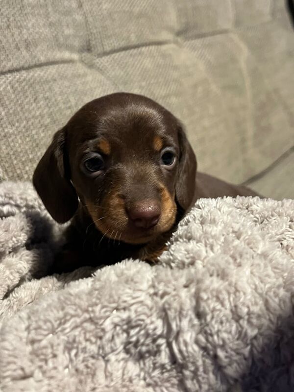 dachshund miniature puppies for sale in Malpas, Cheshire