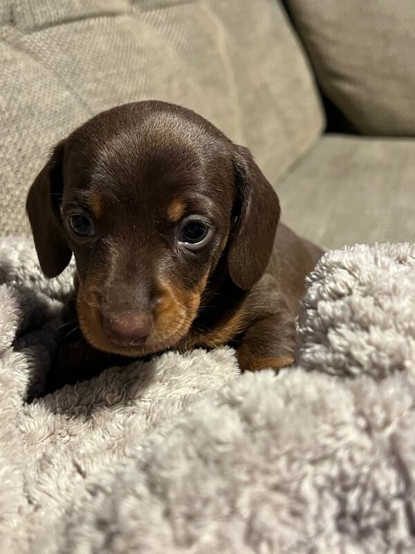 dachshund miniature puppies for sale in Malpas, Cheshire - Image 2