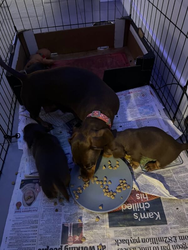 dachshund miniature puppies for sale in Malpas, Cheshire - Image 3