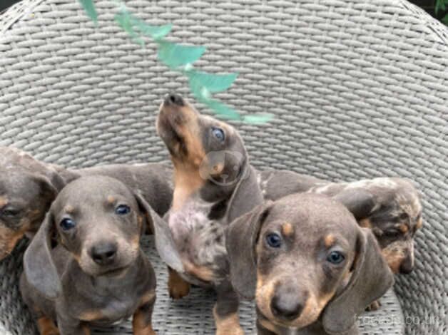 Dachshund miniature pups stunning for sale in Cardiff/Caerdydd, Cardiff