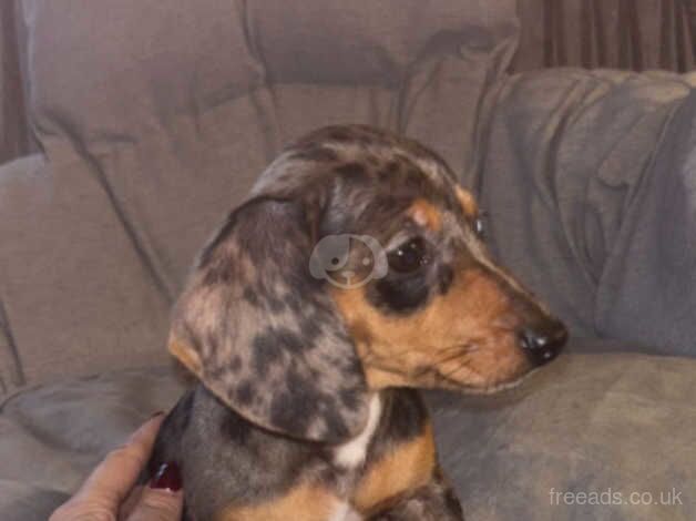 Dachshunds for sale in Cardiff/Caerdydd, Cardiff