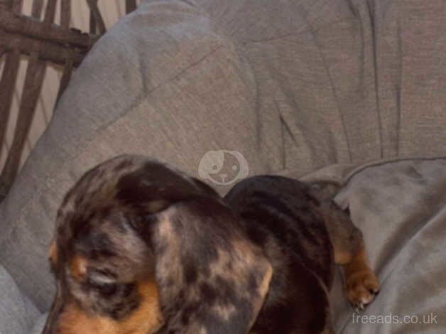 Dachshund Puppies for sale