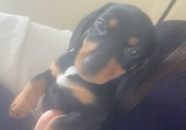 Dachshund mix jack russle for sale in Guildford, Surrey