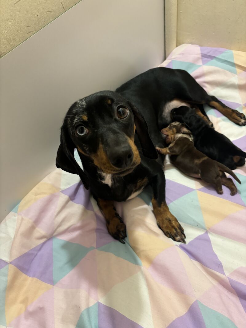 Dachshund puppies for sale in Dagenham, Barking & Dagenham, Greater London