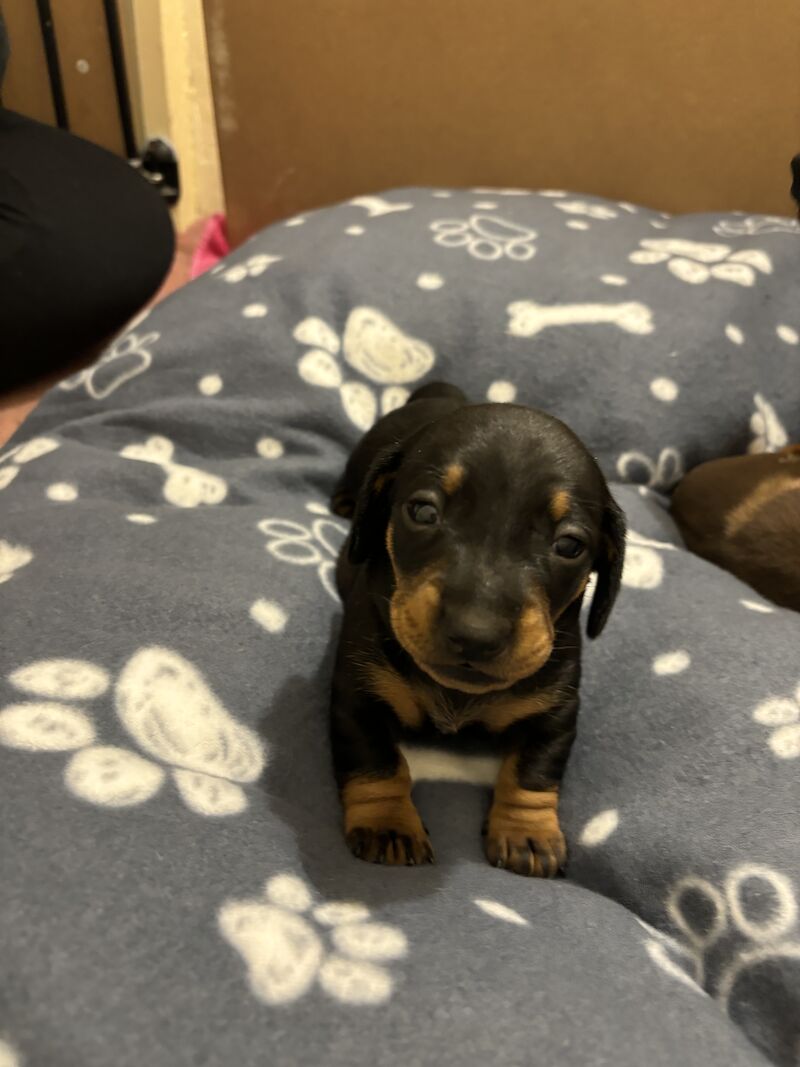 Dachshund puppies for sale in Dagenham, Barking & Dagenham, Greater London - Image 2