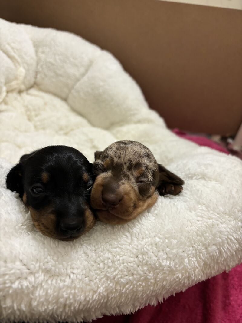 Dachshund Puppies for sale in Greater London