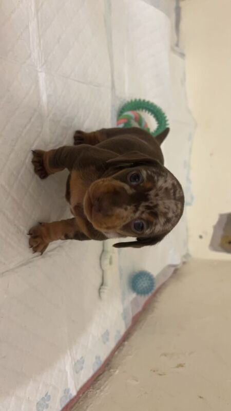 Dachshund Puppies for sale