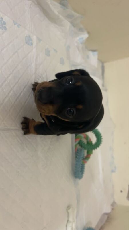 Dachshund puppies for sale in Dagenham, Barking & Dagenham, Greater London - Image 5