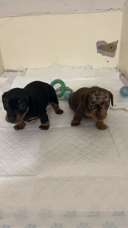 Dachshund puppies for sale in Dagenham, Barking & Dagenham, Greater London - Image 6