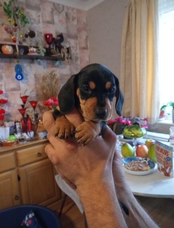 Mini dachshund puppies for sale in Spalding, Lincolnshire