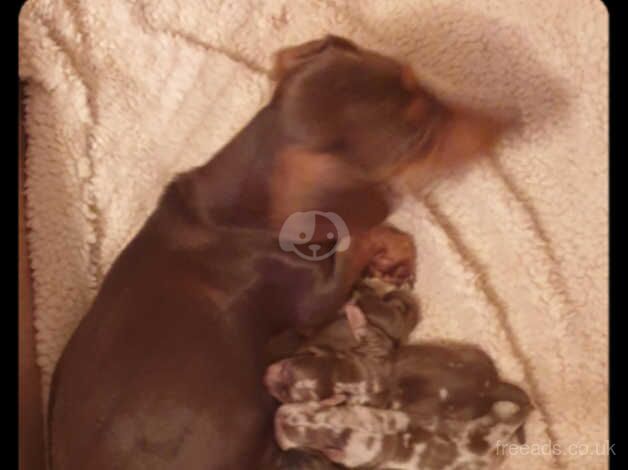 Dachshund puppies 2 boys ,,3 girls for sale in Huddersfield, West Yorkshire