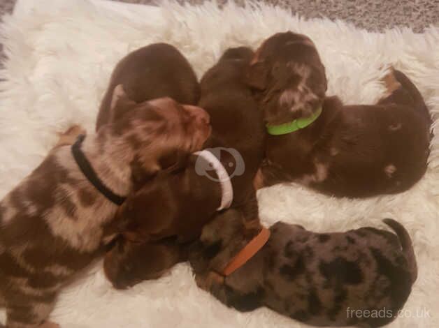 Dachshunds for sale in Huddersfield, West Yorkshire