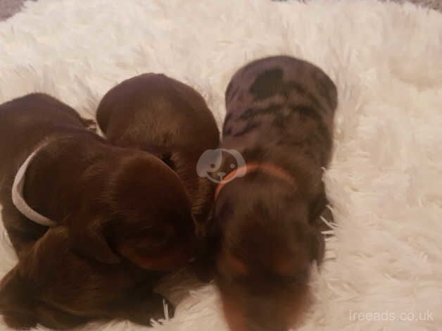 Dachshund Puppies for sale in West Yorkshire