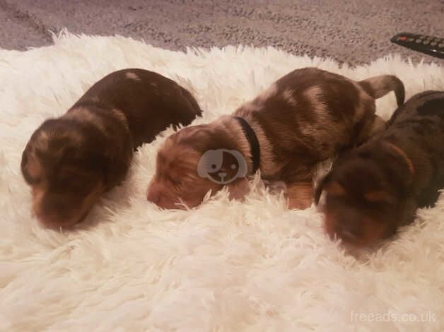 Dachshund Puppies for sale