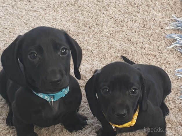 Dachshund puppies 3 girls 2 boys for sale in Falkirk, Falkirk