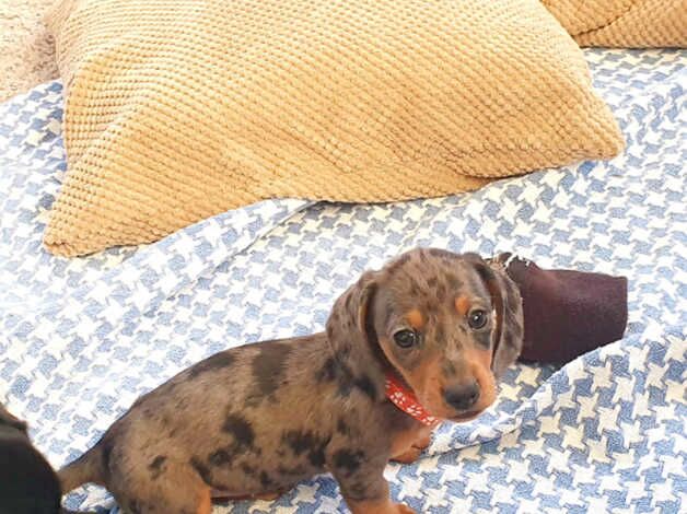 Dachshund puppies 3 girls 2 boys for sale in Falkirk, Falkirk - Image 3