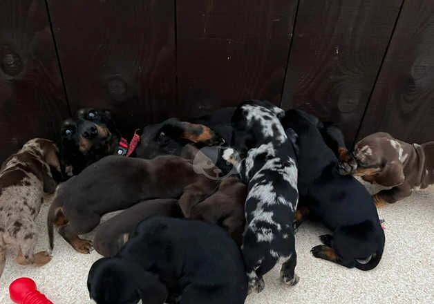 Dachshund puppies 4 boys 3 girls for sale in Leeds, West Yorkshire - Image 4