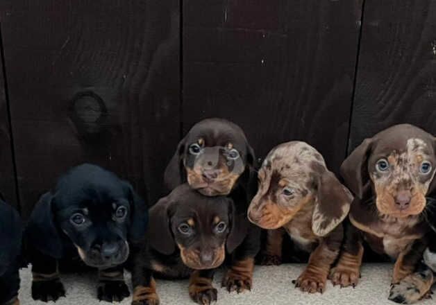 Dachshund puppies 4 boys 3 girls for sale in Leeds, West Yorkshire - Image 5