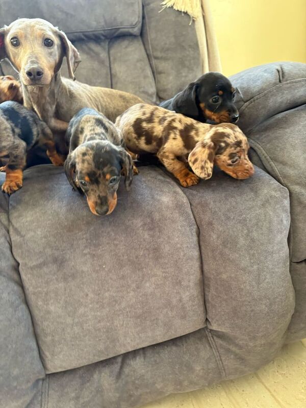 Dachshund puppies for sale in Gilmerton, City of Edinburgh - Image 3