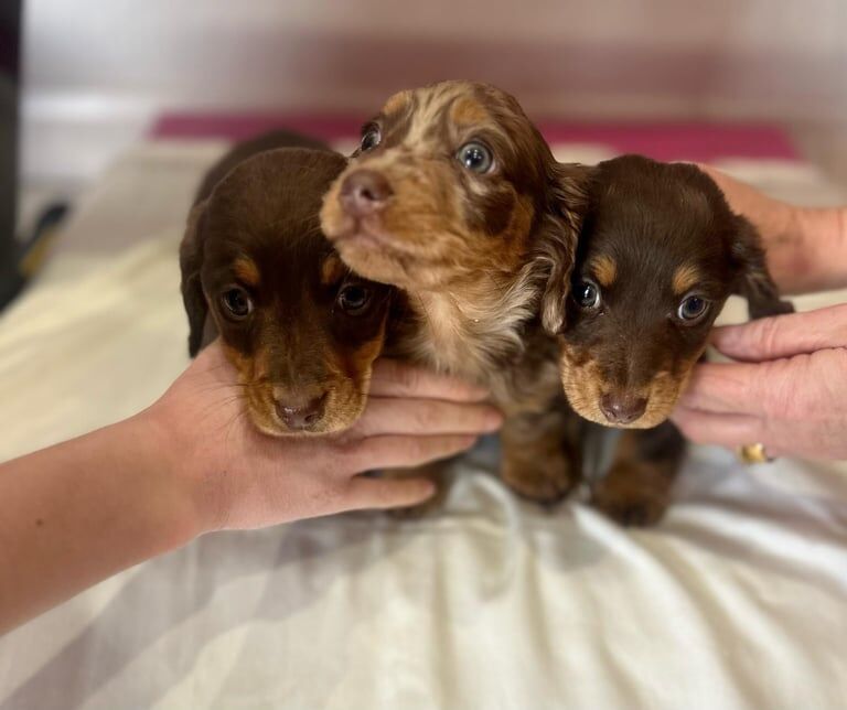 Dachshund puppies for sale in Ashford, Kent - Image 1