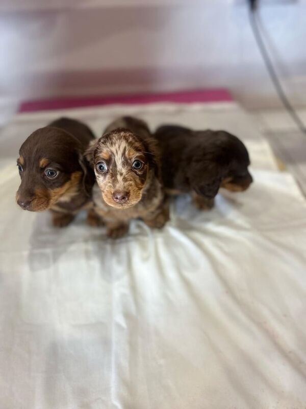 Dachshund puppies for sale in Ashford, Kent - Image 2