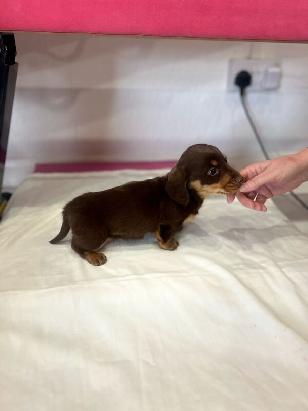 Dachshund puppies for sale in Ashford, Kent - Image 3