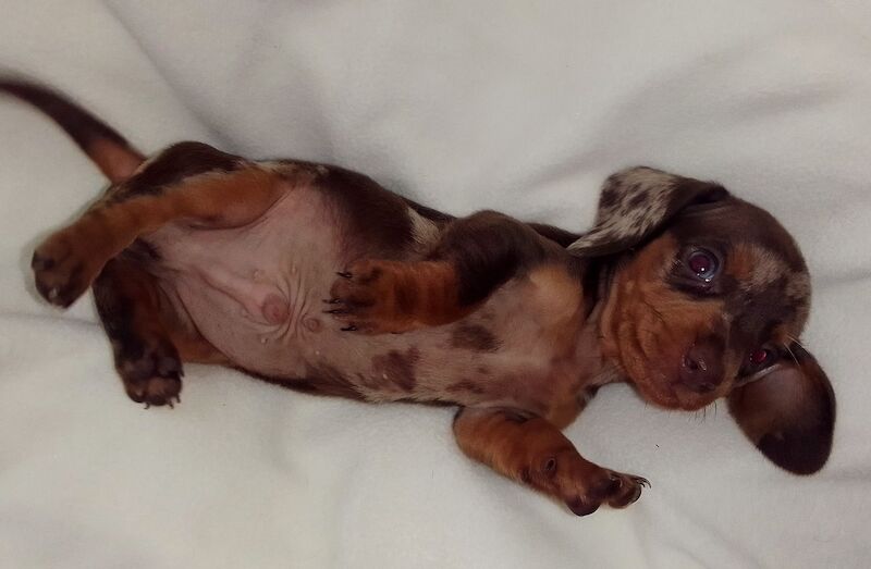 Dachshund puppies for sale in West Midlands