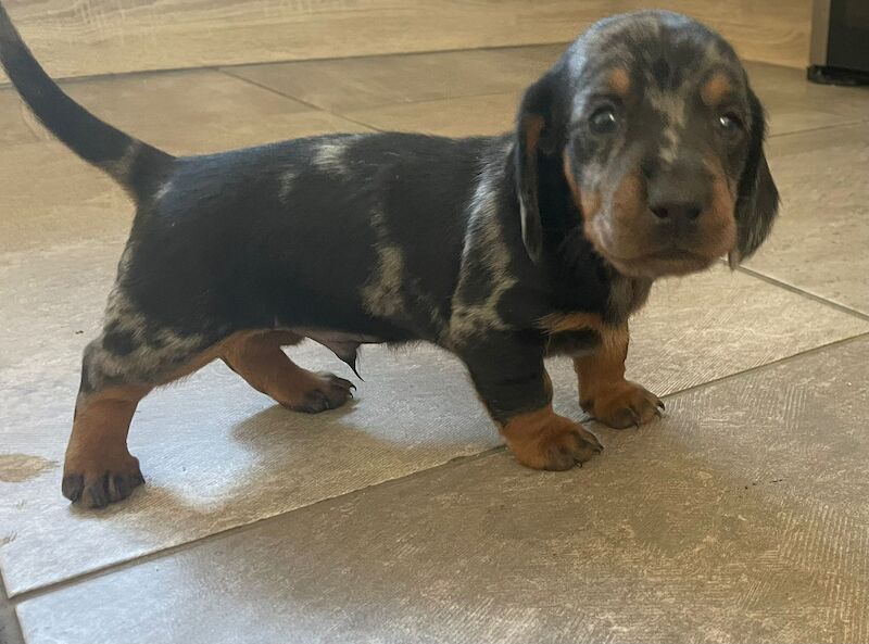 Dachshund puppies for sale in West Midlands - Image 3