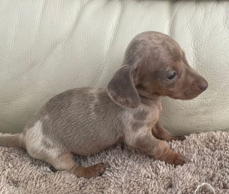 Dachshund Puppies for sale